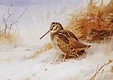 Archibald Thorburn Famous Paintings - Winter Woodcock